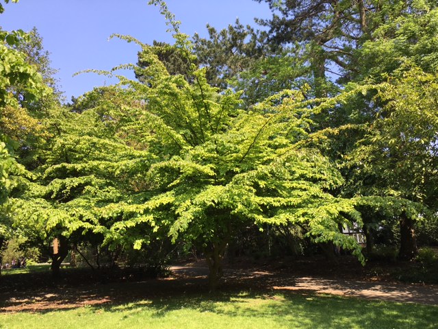 In the Press! Innovative New Tree Trail Unveiled