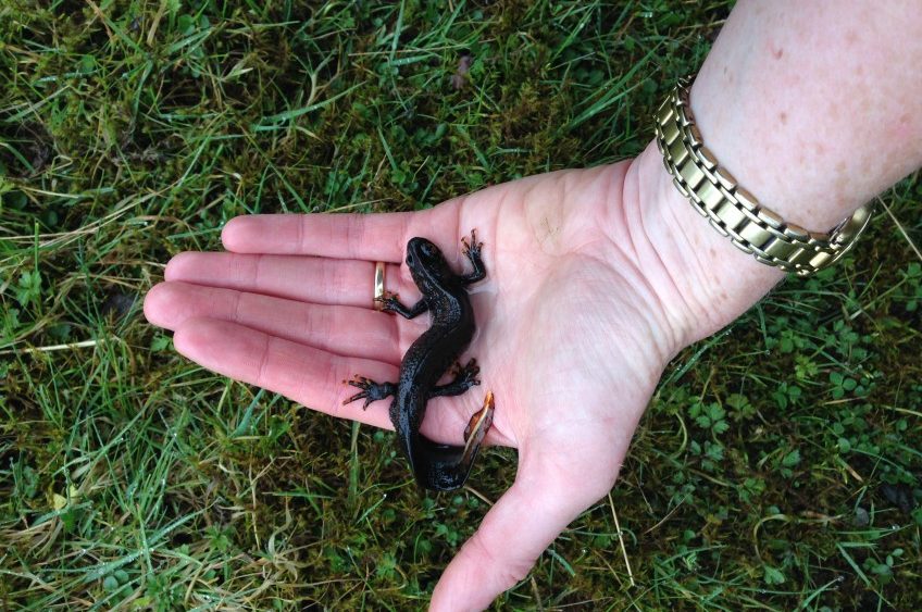 eDNA Testing for Great Crested Newts