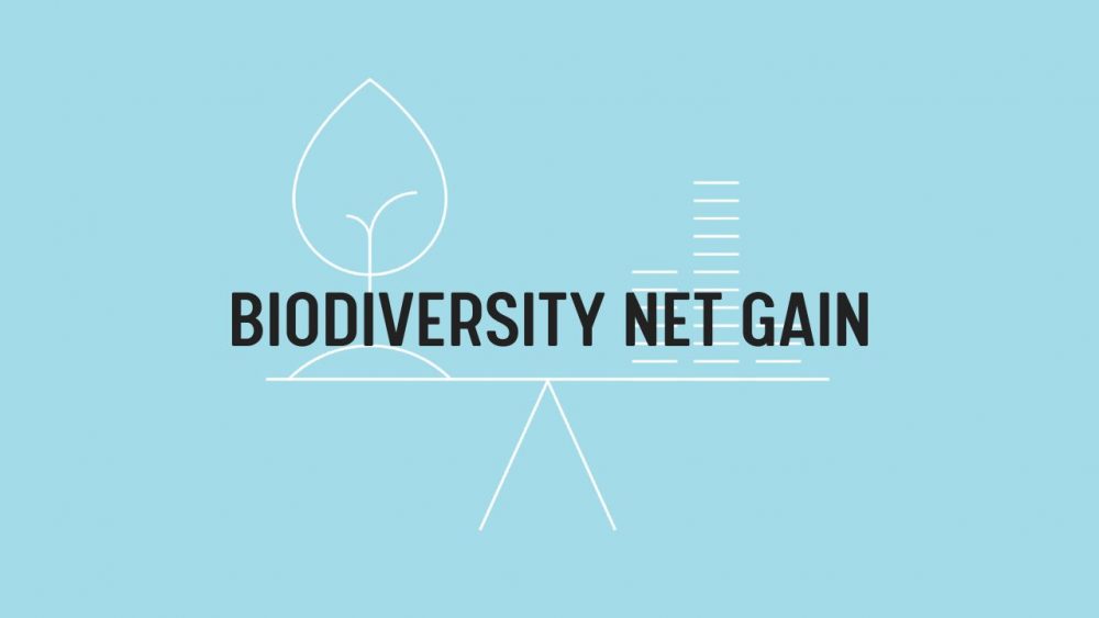 Achieving a 10% Biodiversity Net Gain on Developments