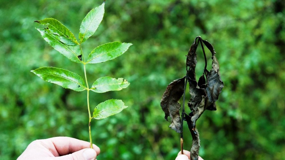 Ash Dieback Survey