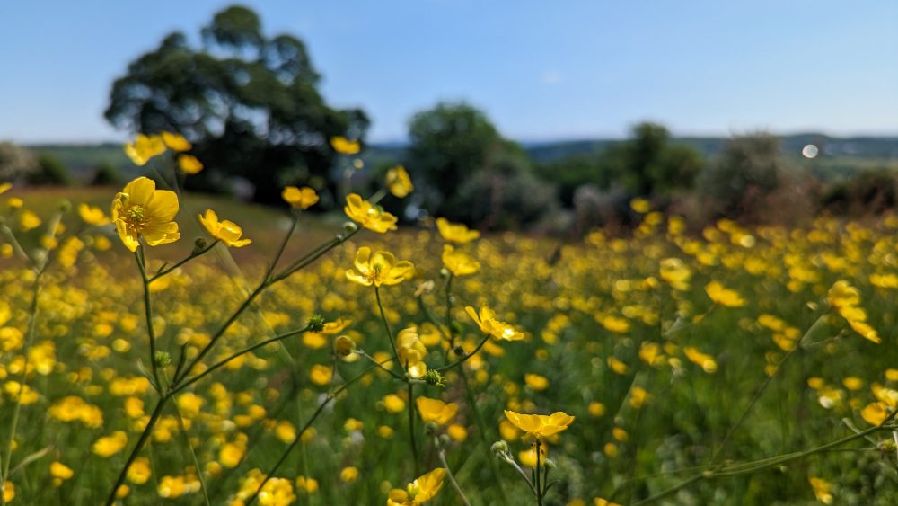 Habitat Management and Monitoring Plans for Biodiversity Net Gain