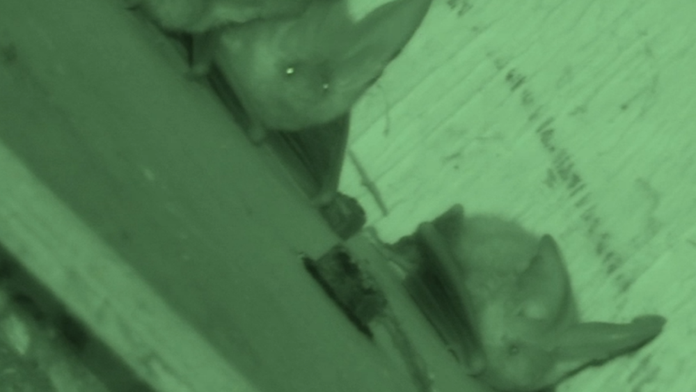 Have you booked in your bat emergence surveys?