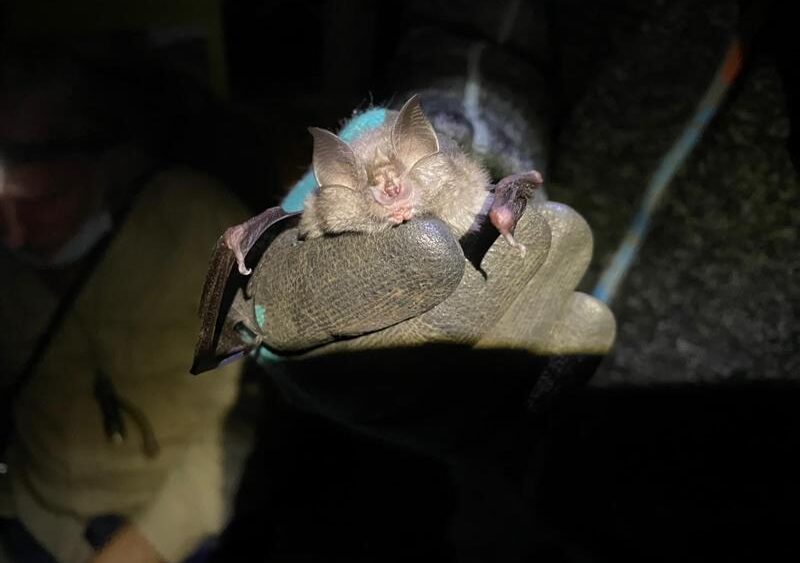 Have you booked in your bat emergence surveys?