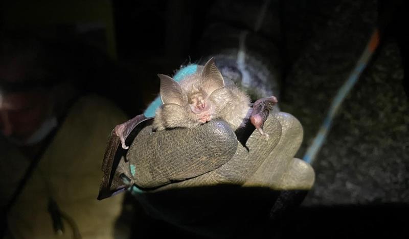 Have you booked in your bat emergence surveys?