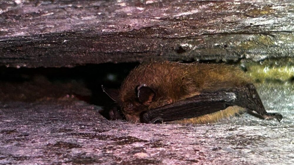 Happy International Bat Appreciation Day!