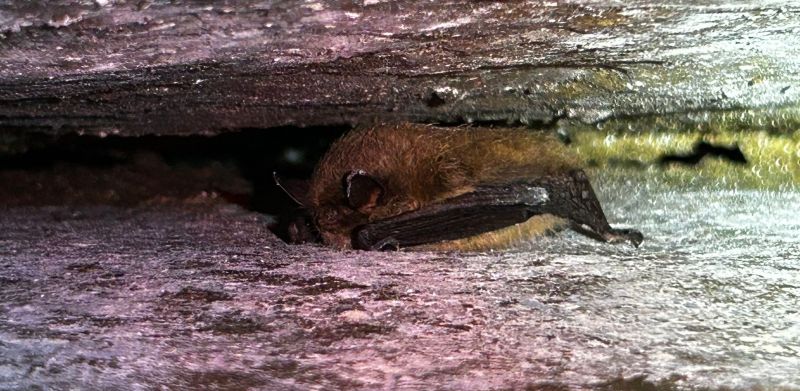 Happy International Bat Appreciation Day!